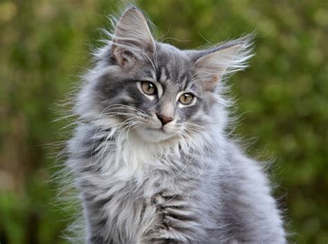 grey norwegian forest cat